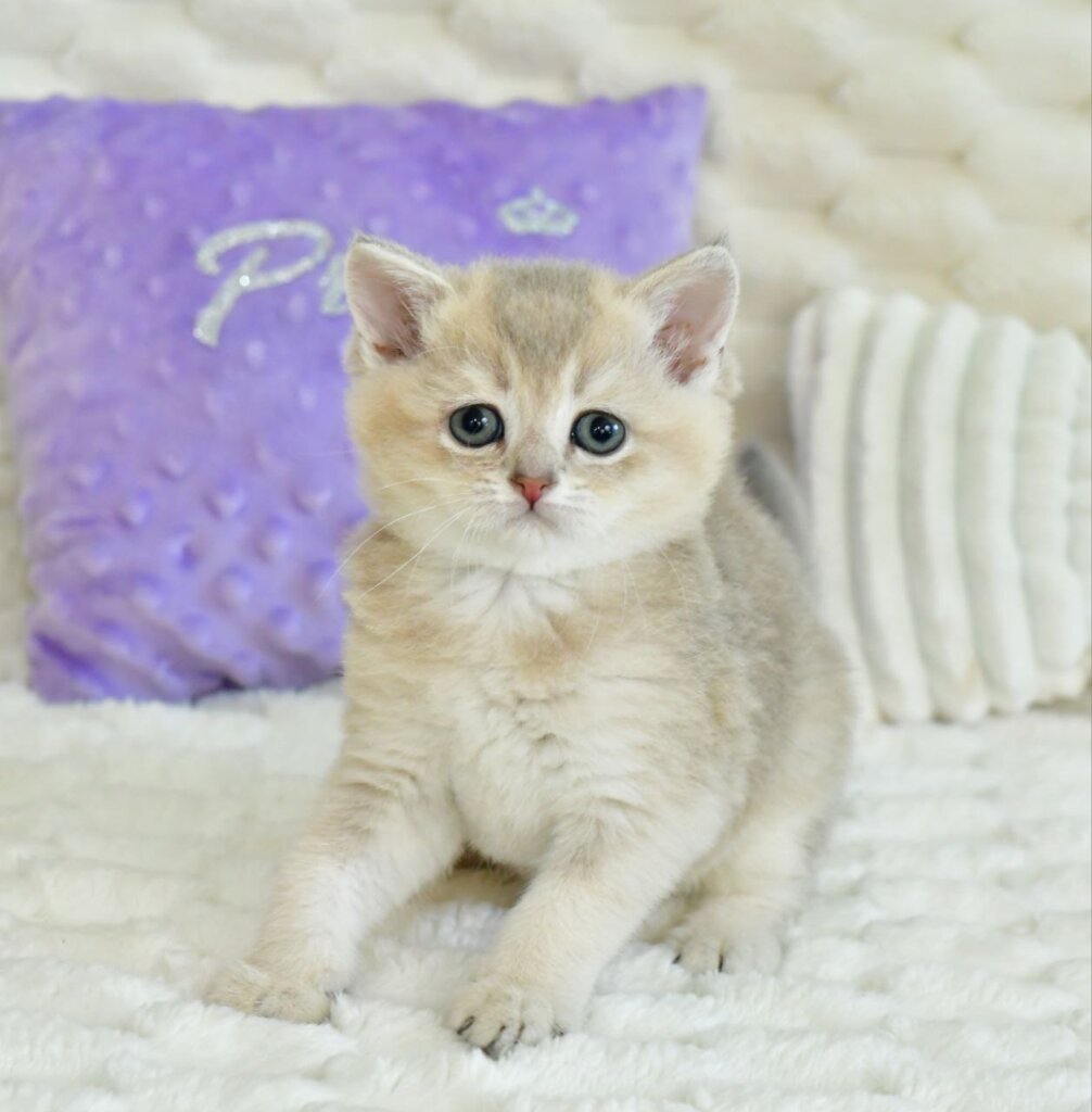 Ukki Scottish Straight Male (Available) $2700