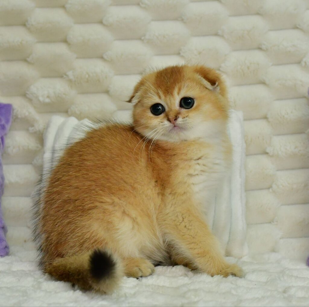 Uno Scottish Fold Male (Available) $3000