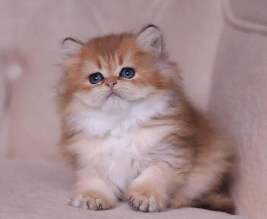 Kolombina British Longhair Female (Available) $2800