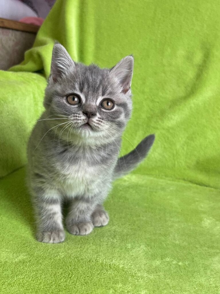 Tina Scottish Straight Female (Available) $2500