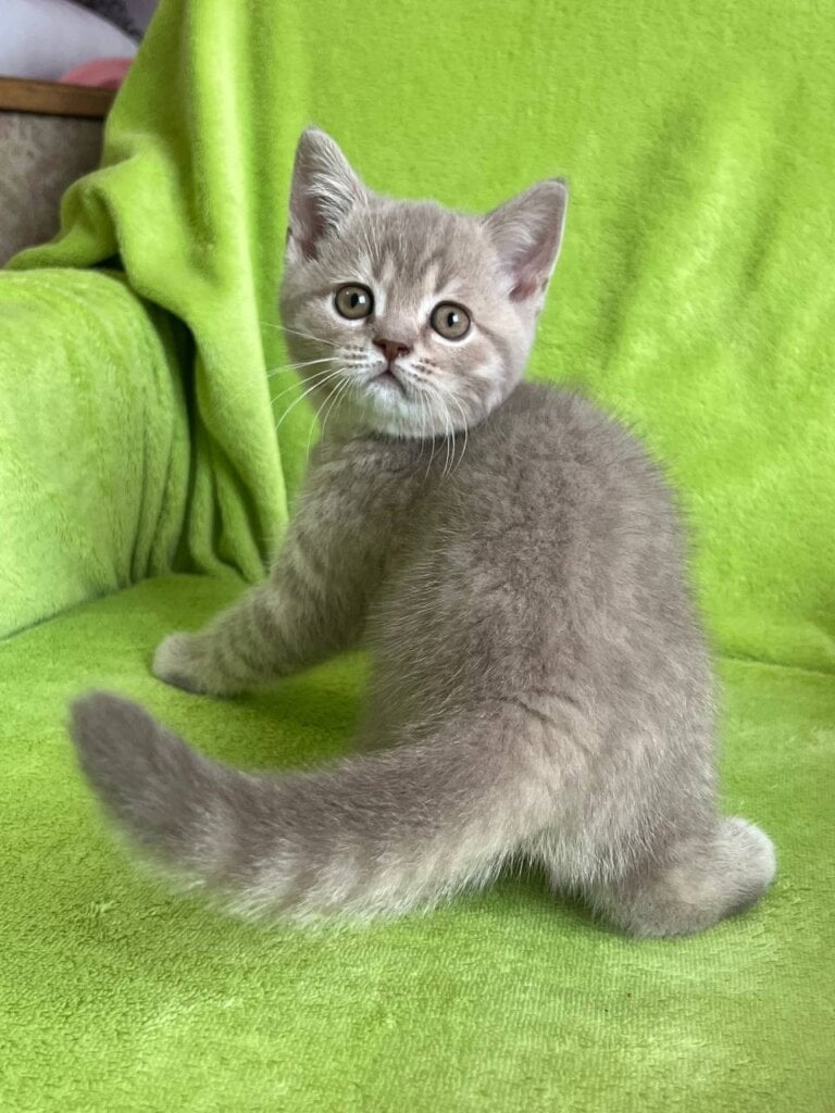 Tim Scottish Straight Male (Available) $2500