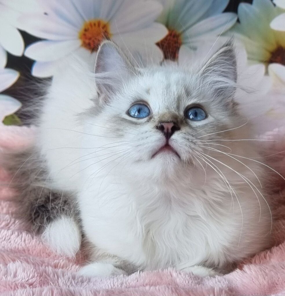 Nuage Siberian Female (Available) $3000