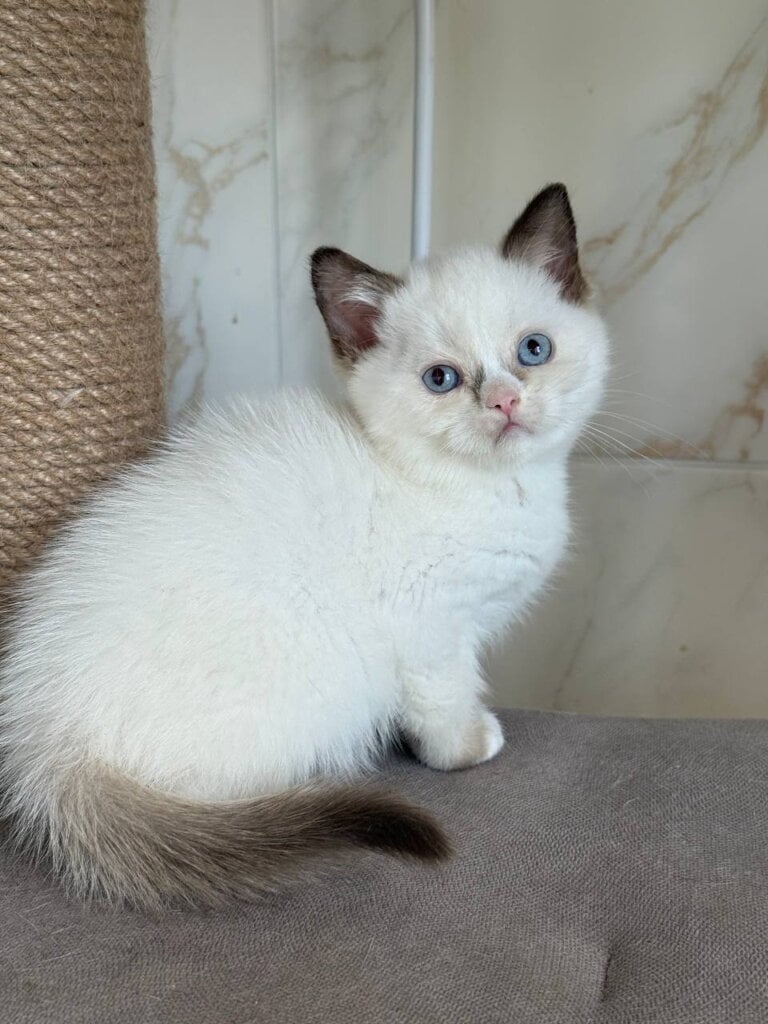 Taras British Shorthair Male (Available) $2300