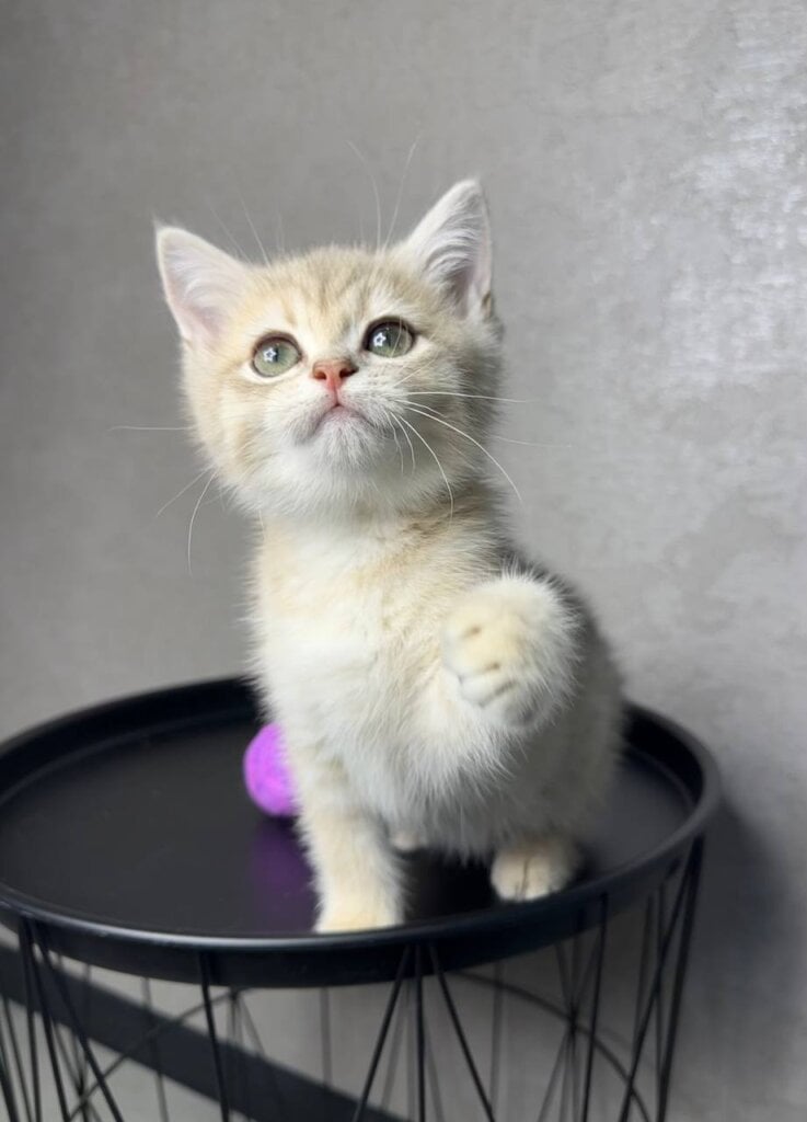 Rico British Shorthair Male (Available) $2700