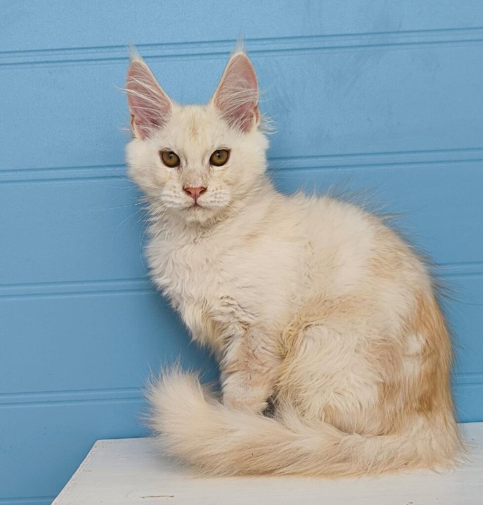 Veles Maine Coon Male (Available) $2950