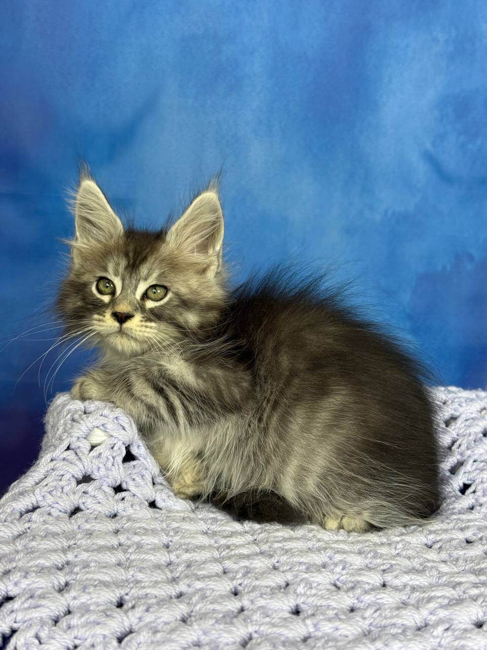 Pixel Maine Coon Male (Available) $3000