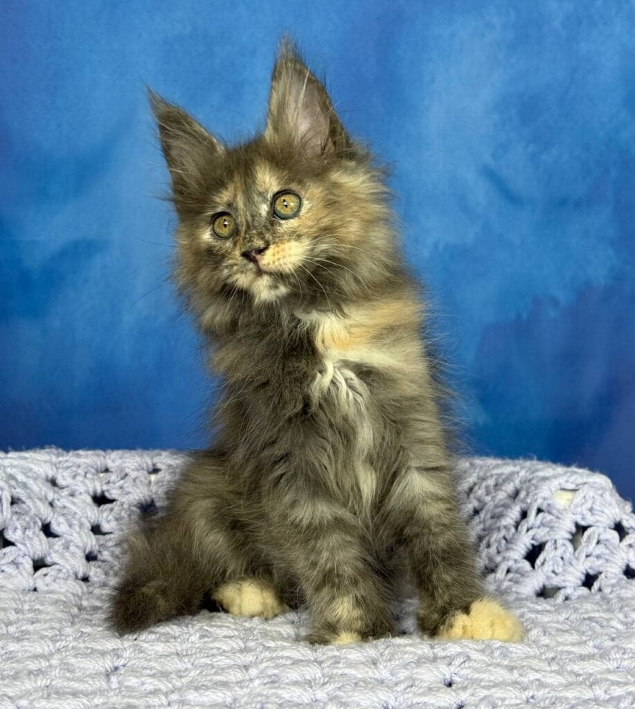 Panda Maine Coon Female (Available) $2900