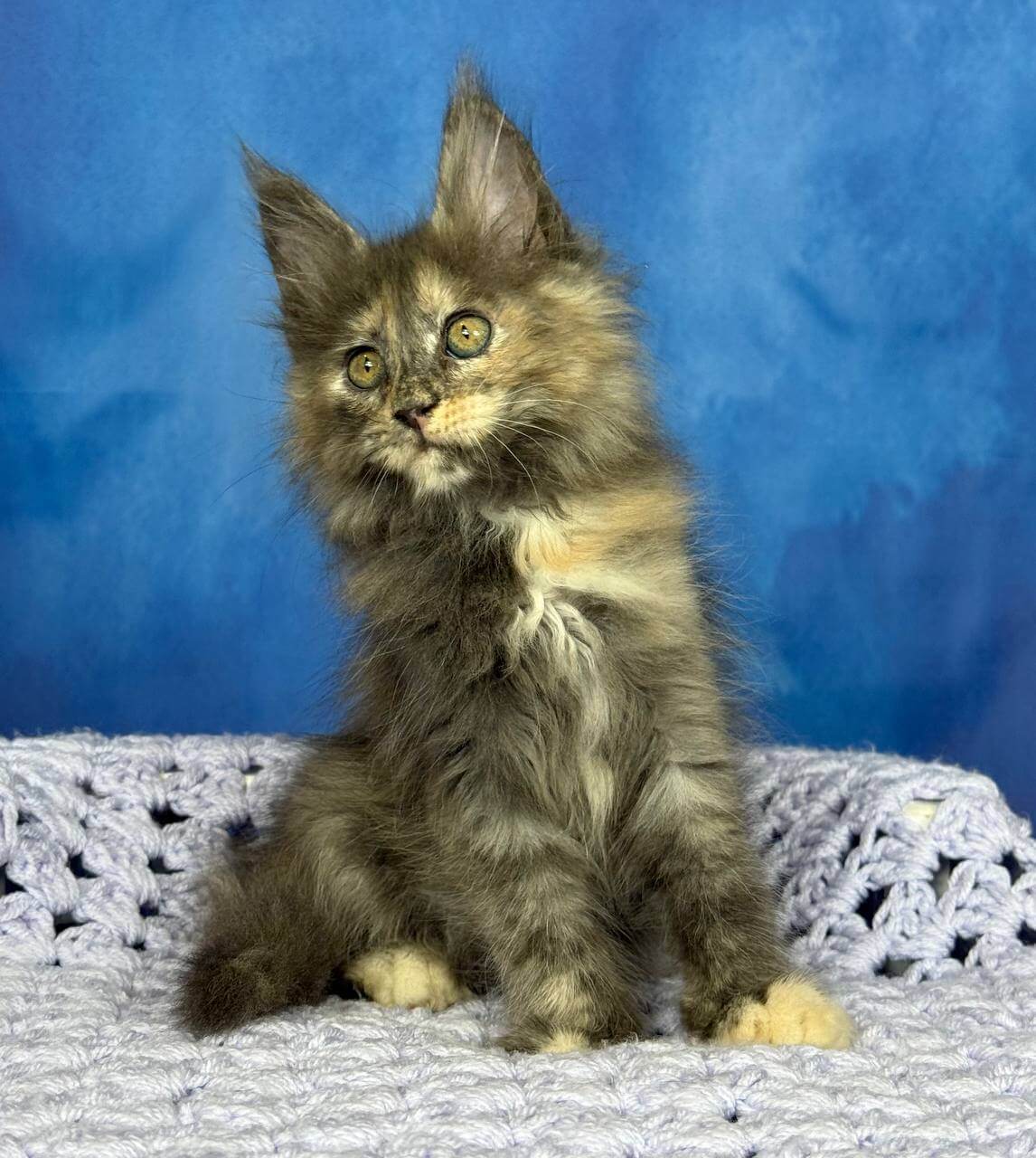 Panda Maine Coon Female (Available) $2900