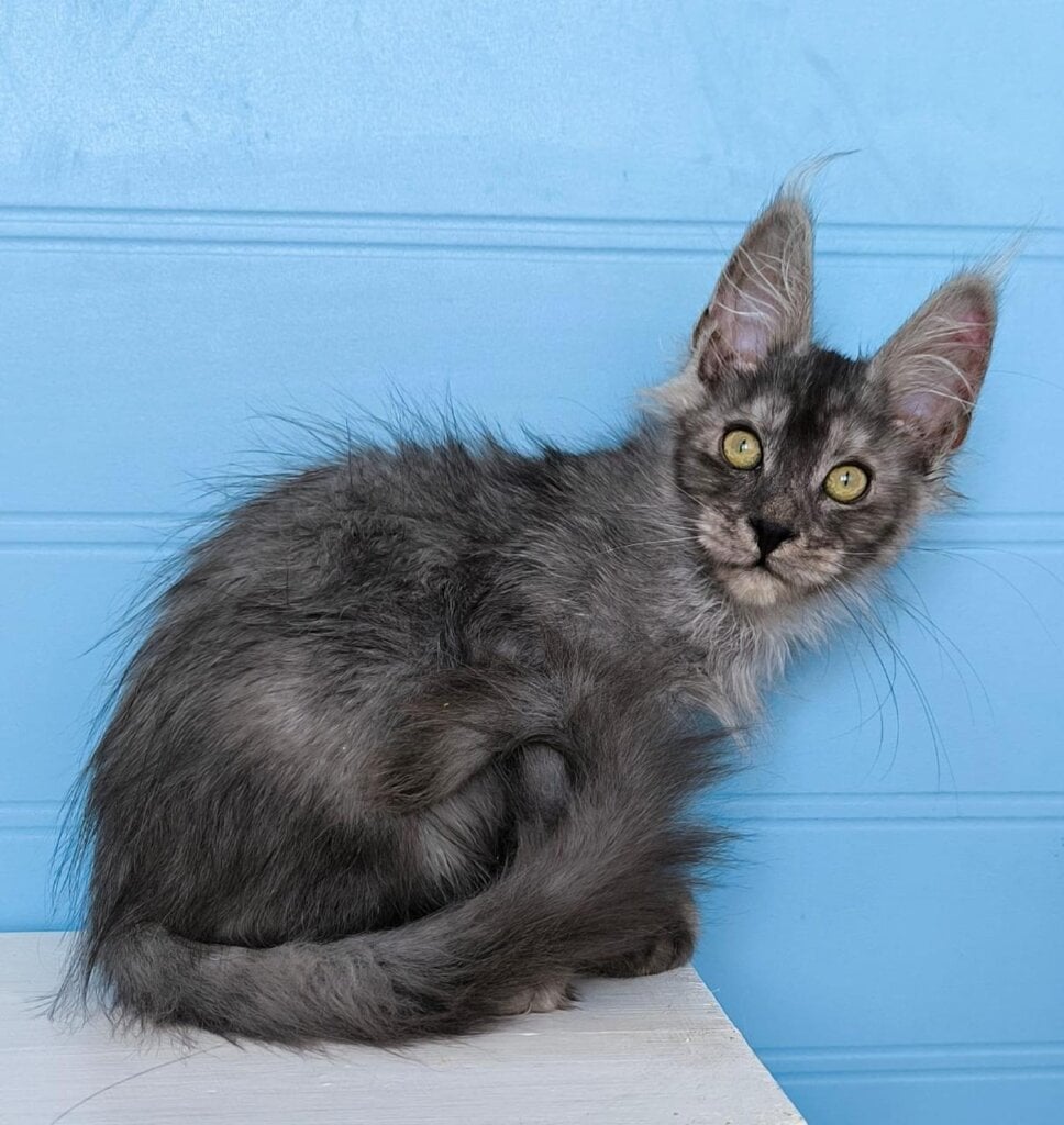 Whiskey Maine Coon POLY Male (Available) $3550