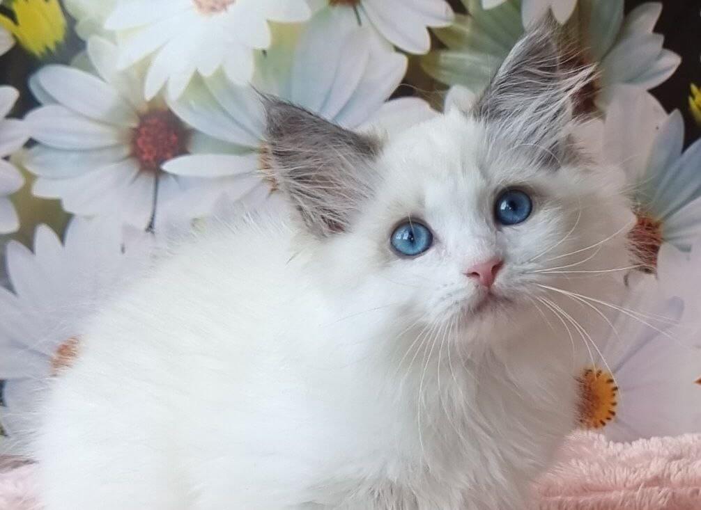 Orysya Siberian Female (Available) $3100