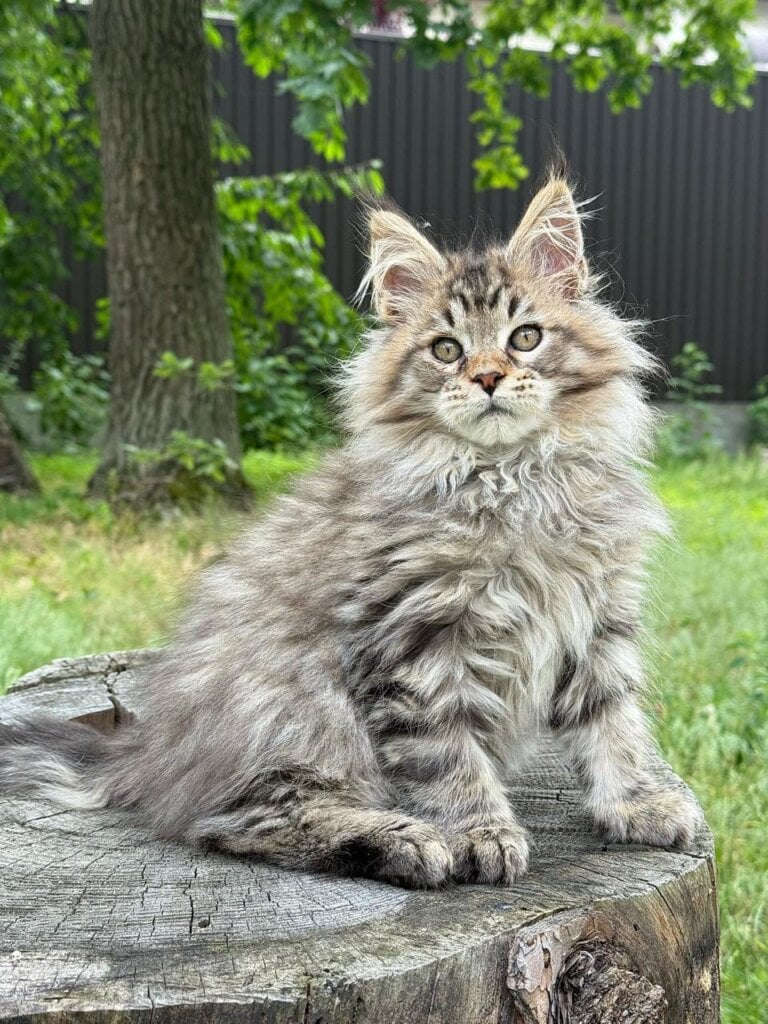 Taran Maine Coon Male (Available) $3000