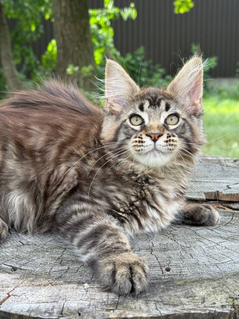 Alfa Maine Coon Female (Available) $2700