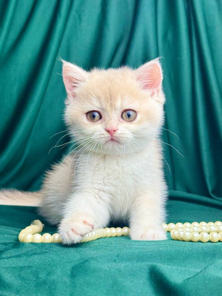 Fabbi British Shorthair Female (Available) $2900