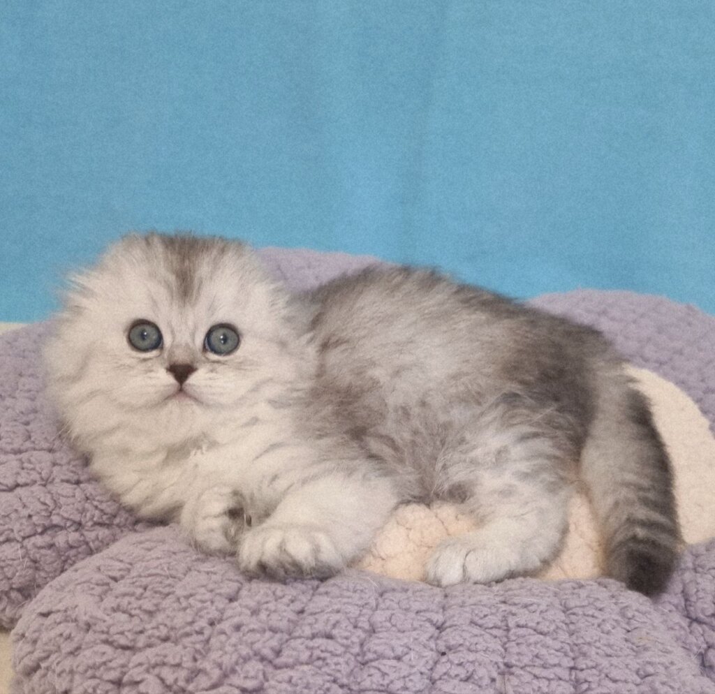 Feia Scottish Fold  Female (Available) $2900