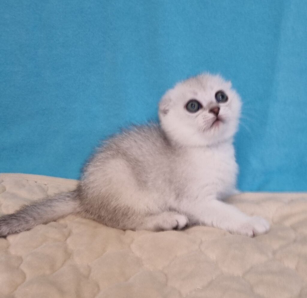 Flirt Scottish Fold Male (Available) $2900