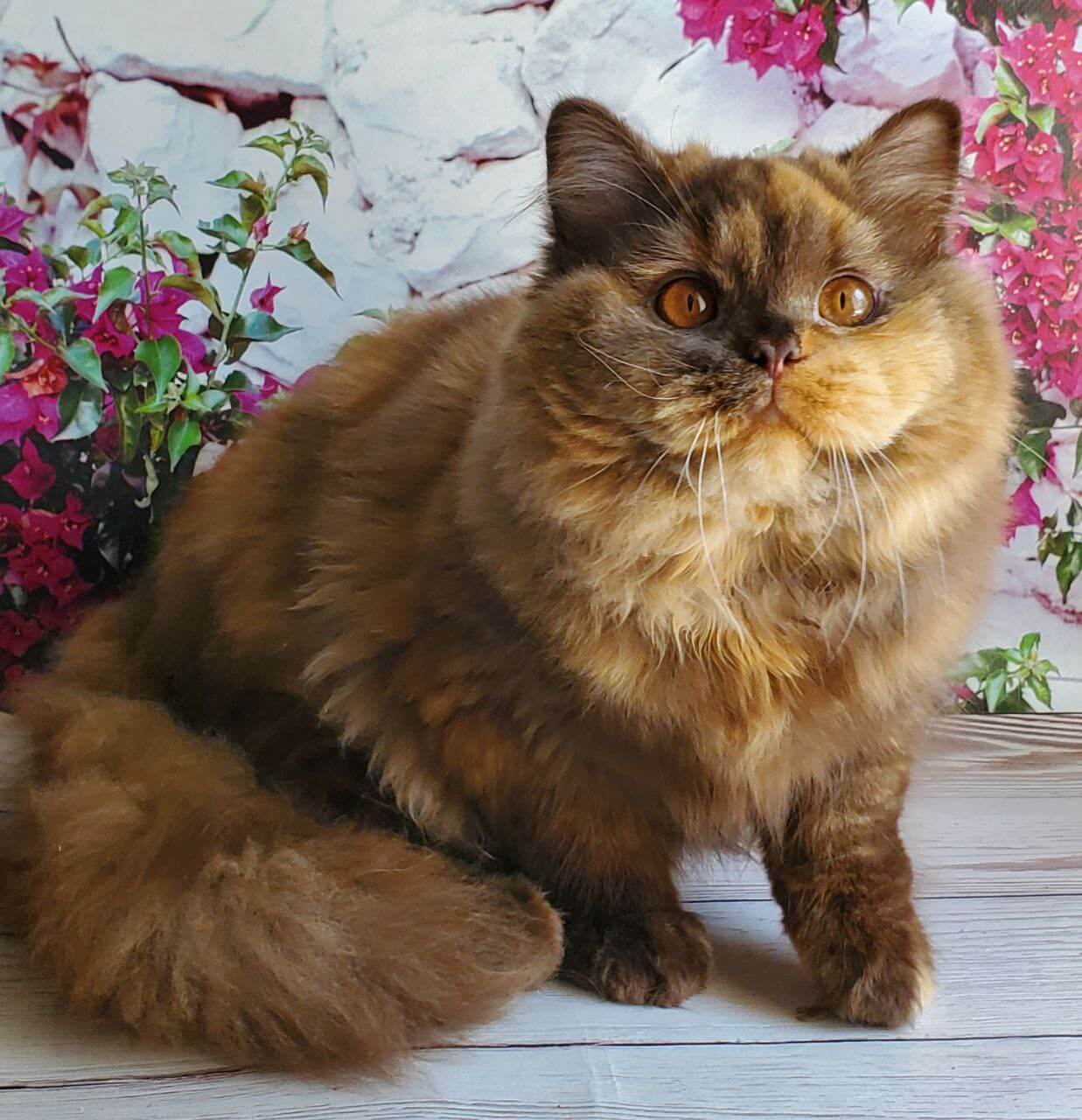 Rada British Longhair Female (Available) $3200