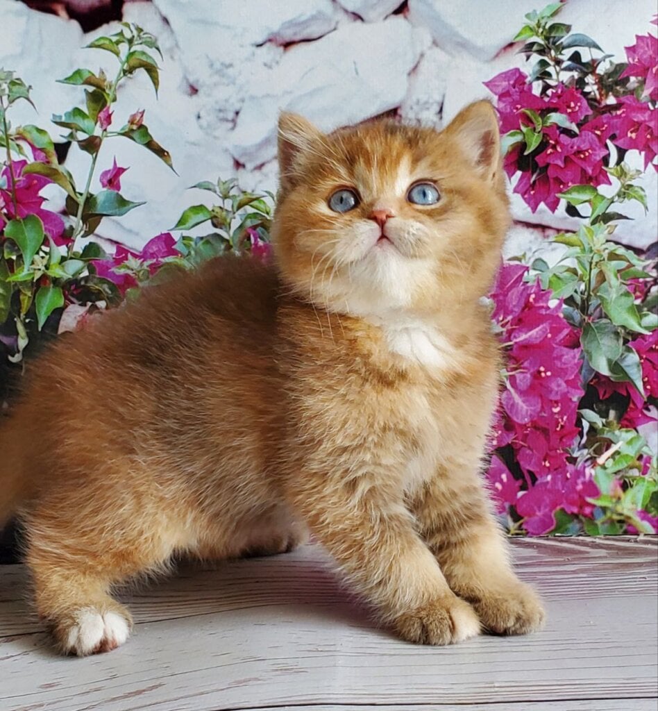 Beauty British Shorthair Female (Available) $3200