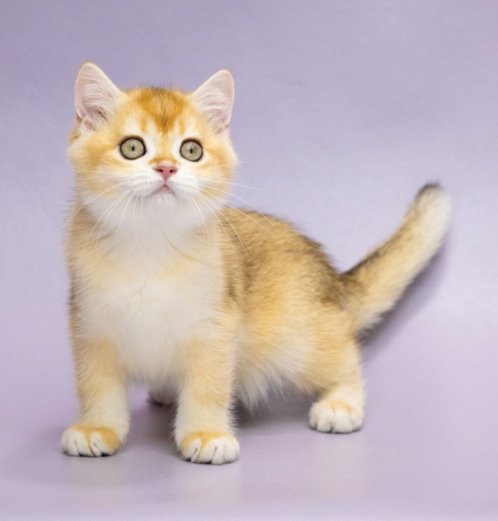 Christy British Shorthair Female (Available) $2750