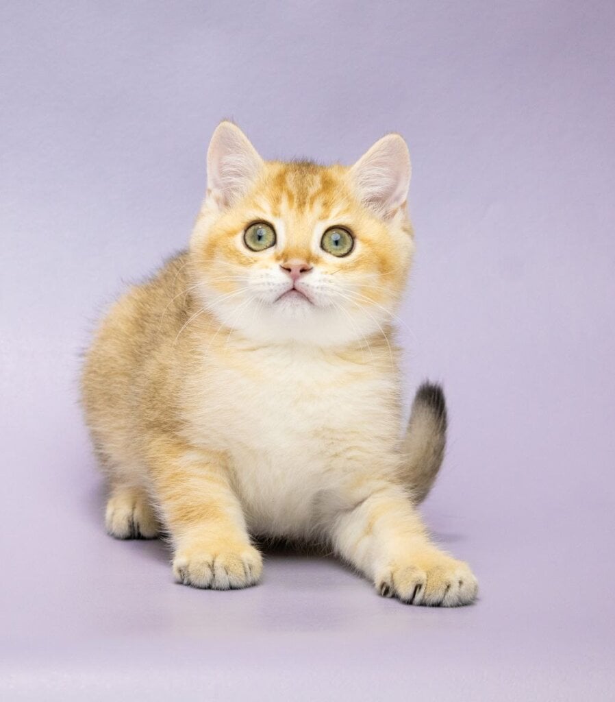 Christian British Shorthair Male (Available) $2700