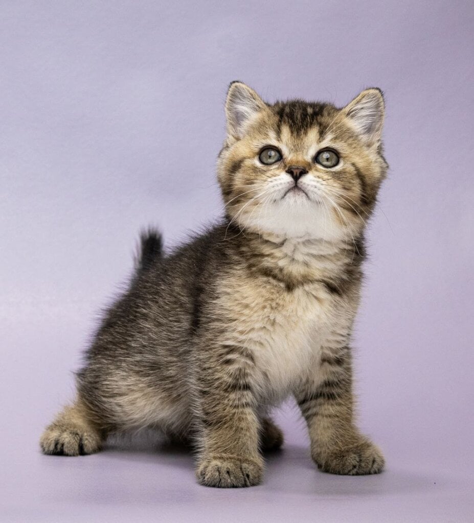 Daniel Scottish Straight Male (Available) $2550