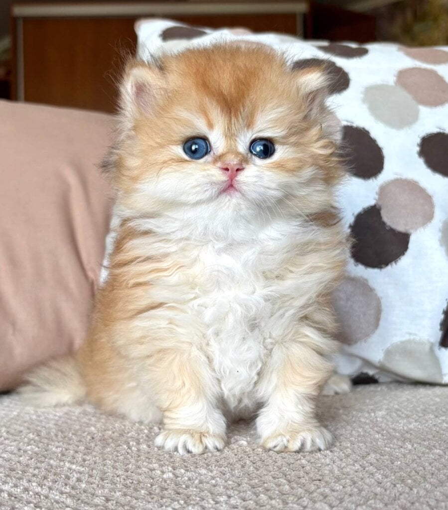 Roan British Longhair Male (Available) $2950