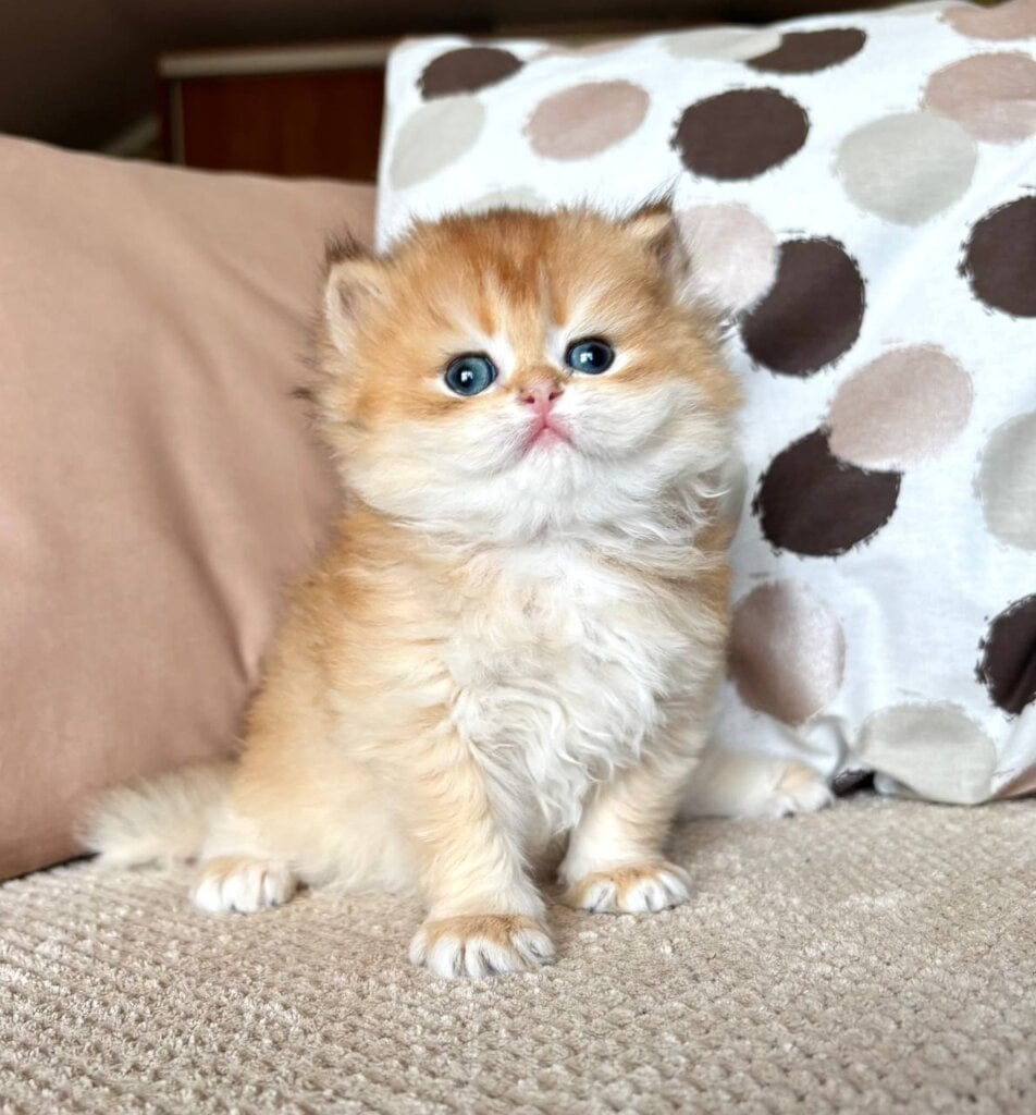 Rayli British Shorthair Female (Available) $2950