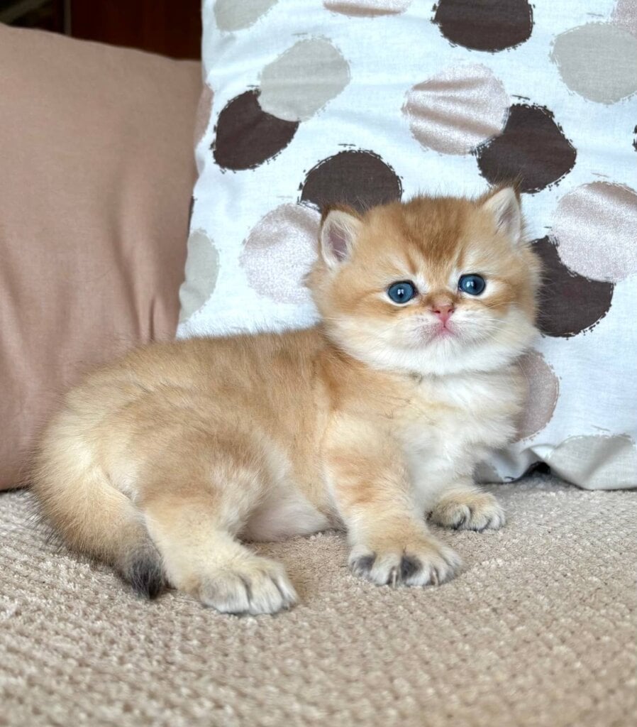 Reeve British Shorthair Male (Available) $2800