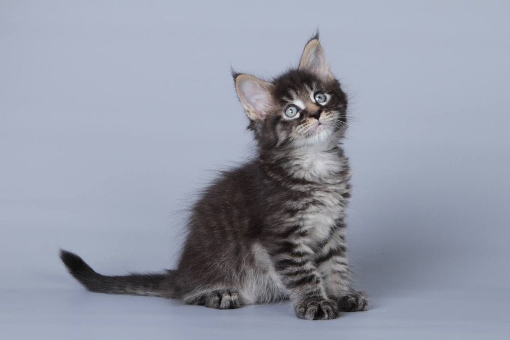 Lorenso Maine Coon Male (Available) $2600