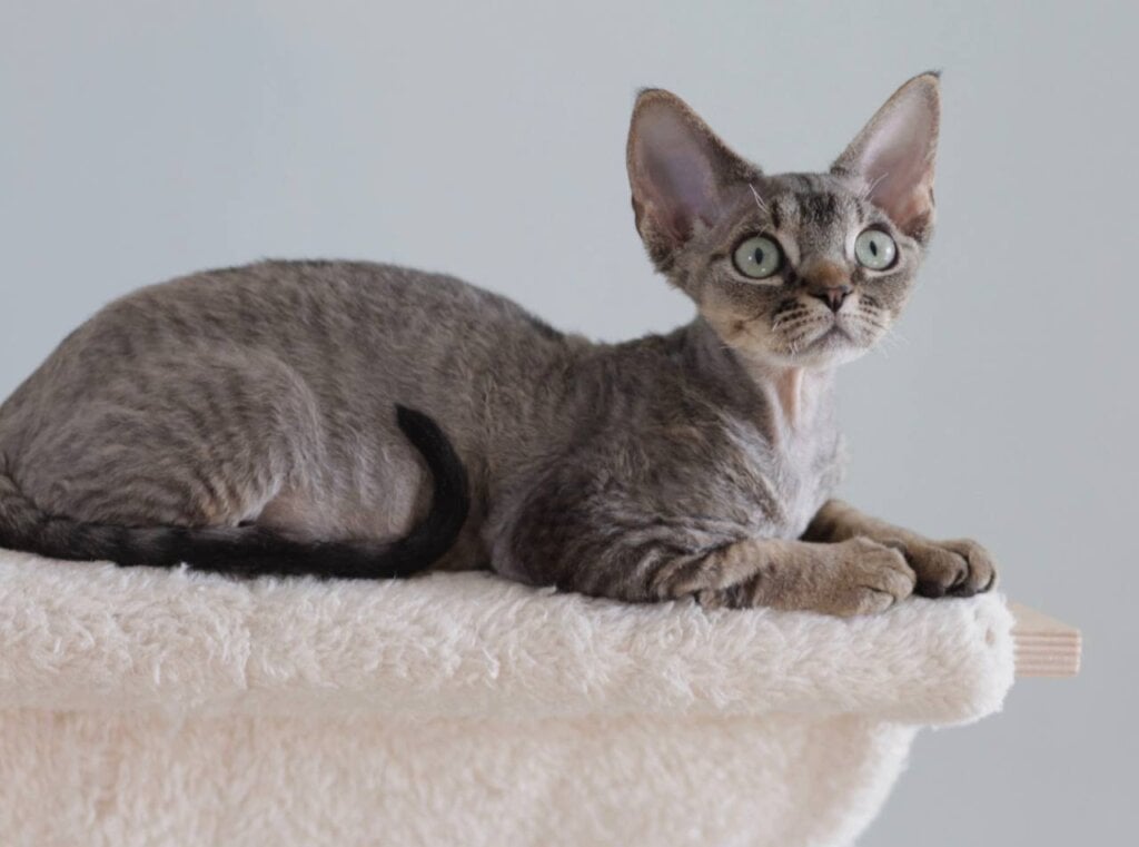 Fabian Devon Rex Male (Available) $3200