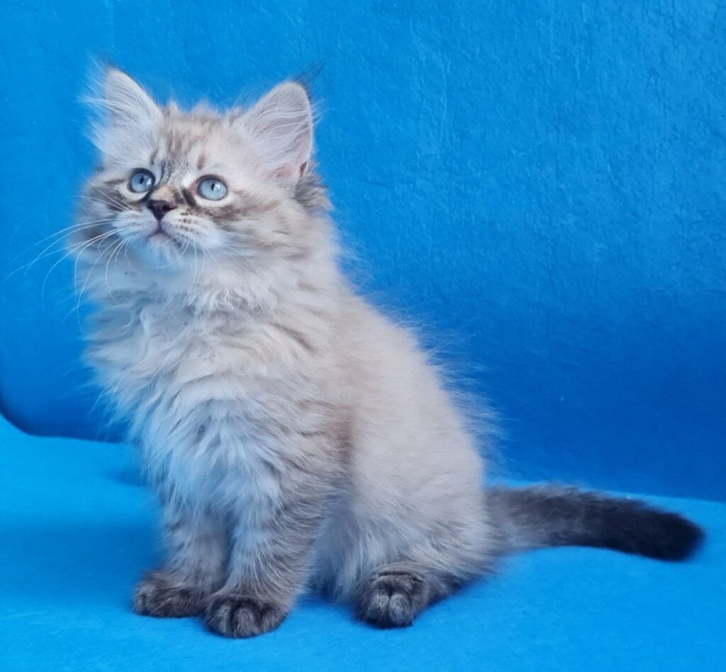 Viktor Siberian Male (Available) $3000