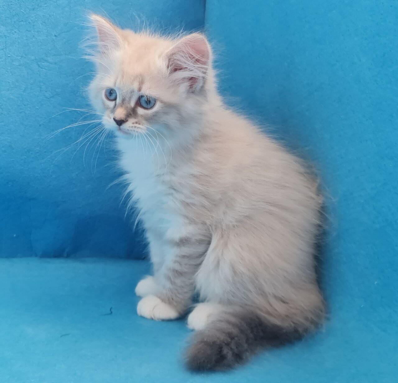 Vilіam Siberian Male (Available) $3000