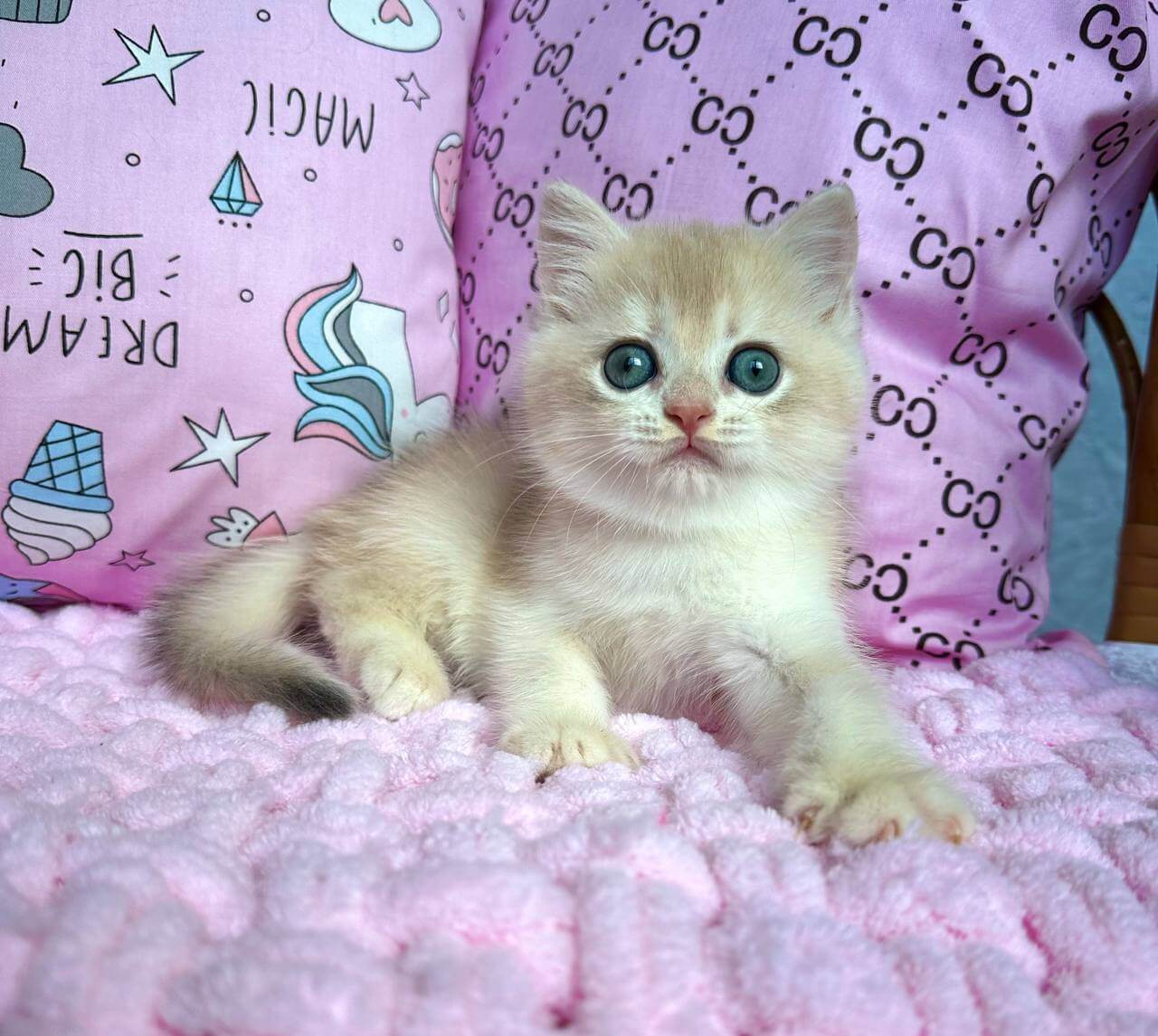 Qadim British Shorthair Male (Available) $2850