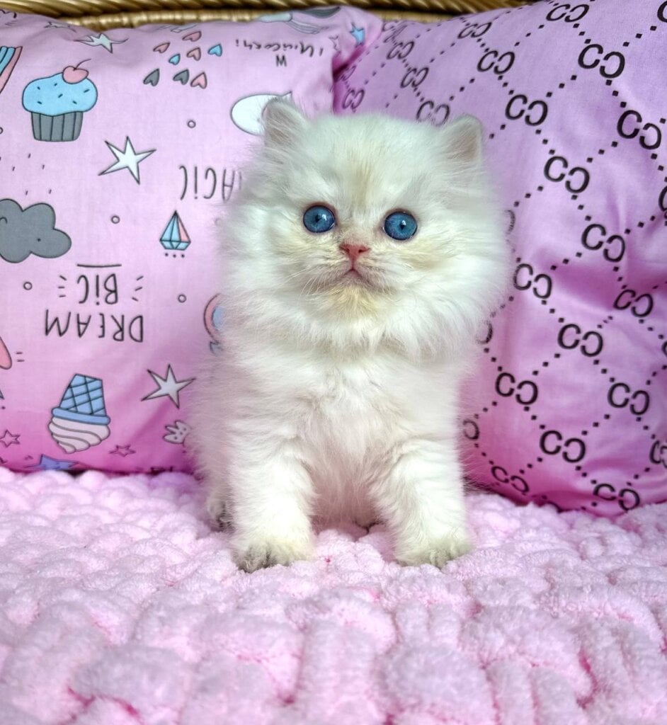 Qasim British Longhair Male (Available) $2850