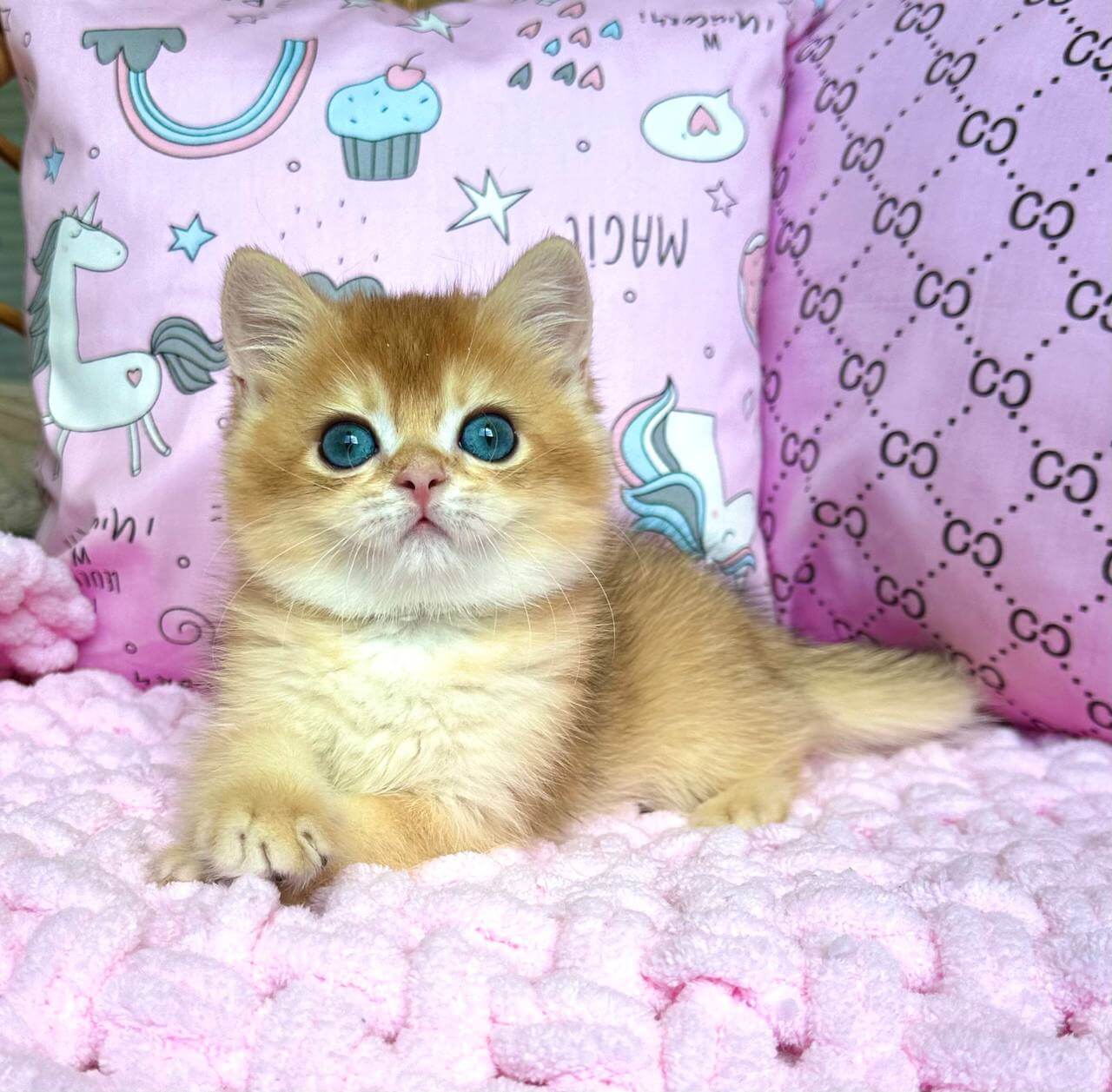 Mikael British Shorthair Male (Available) $2750