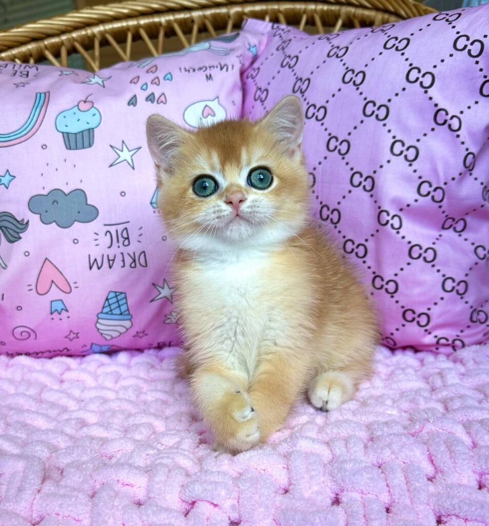 Mark British Shorthair Male (Available) $2700