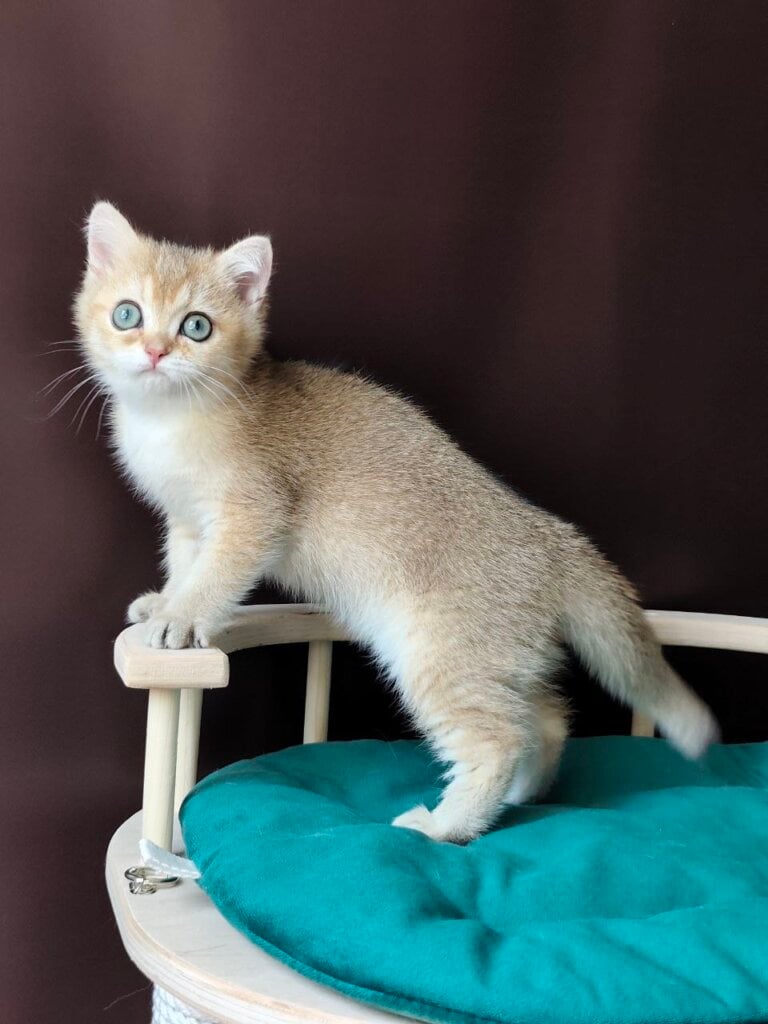 Bagheera British Shorthair Female (Available) $2800