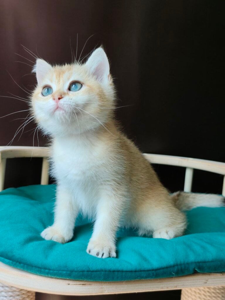 Basted  British Shorthair  Female (Available) $2800