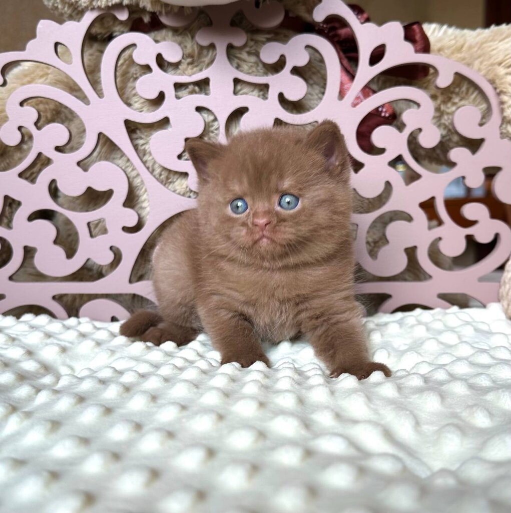 Aslan  British Shorthair Male (Available) $3250