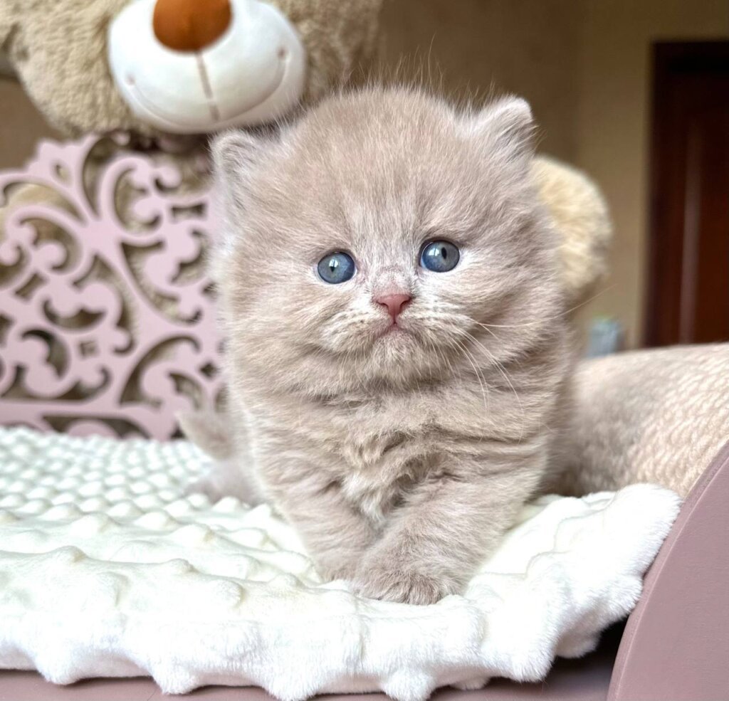 Asuman British Longhair Male (Available) $3250