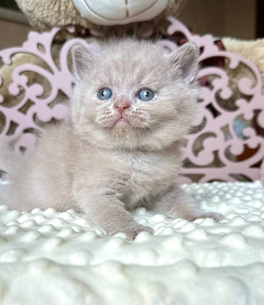 Alan British Shorthair Male (Available) $3250