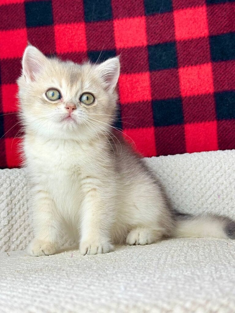 Feia British Shorthair Female (Available) $2950