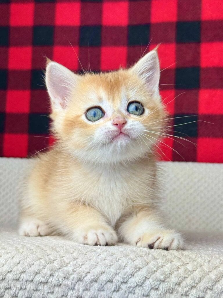 Hunter British Shorthair Male (Available) $2700