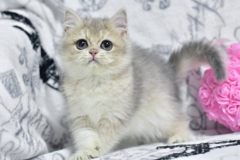 X-Ray British Shorthair Male (Available) $3000