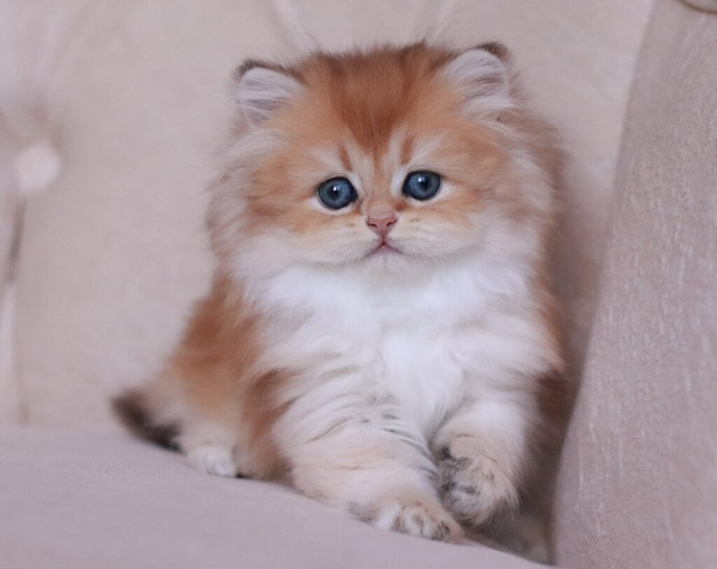 KiKi British Longhair Female (Available) $2800