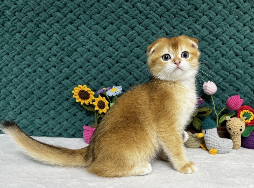 Winston Scottish Fold  Male (Available) $2750