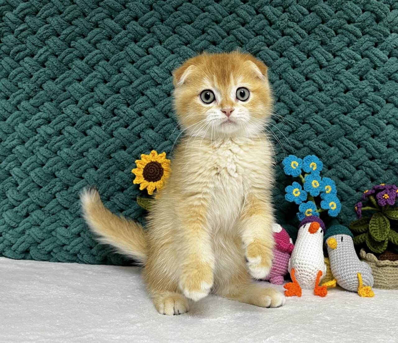 William Scottish Fold  Male (Available) $2750