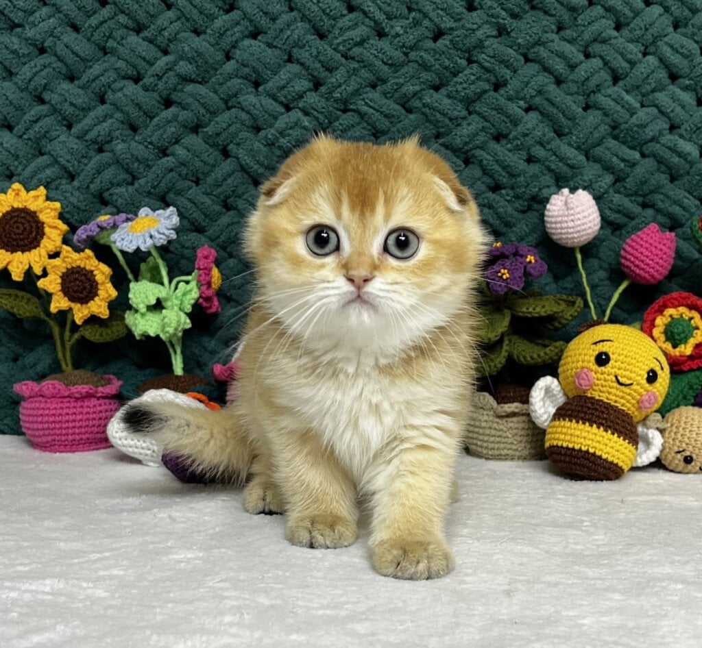 Watson Scottish Fold Male (Available) $2750