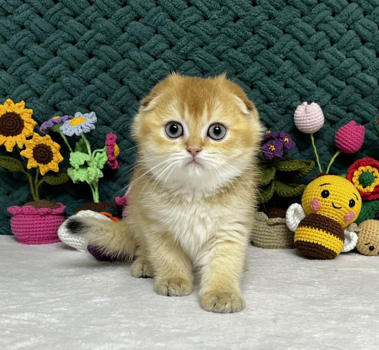 Watson Scottish Fold Male (Available) $2750