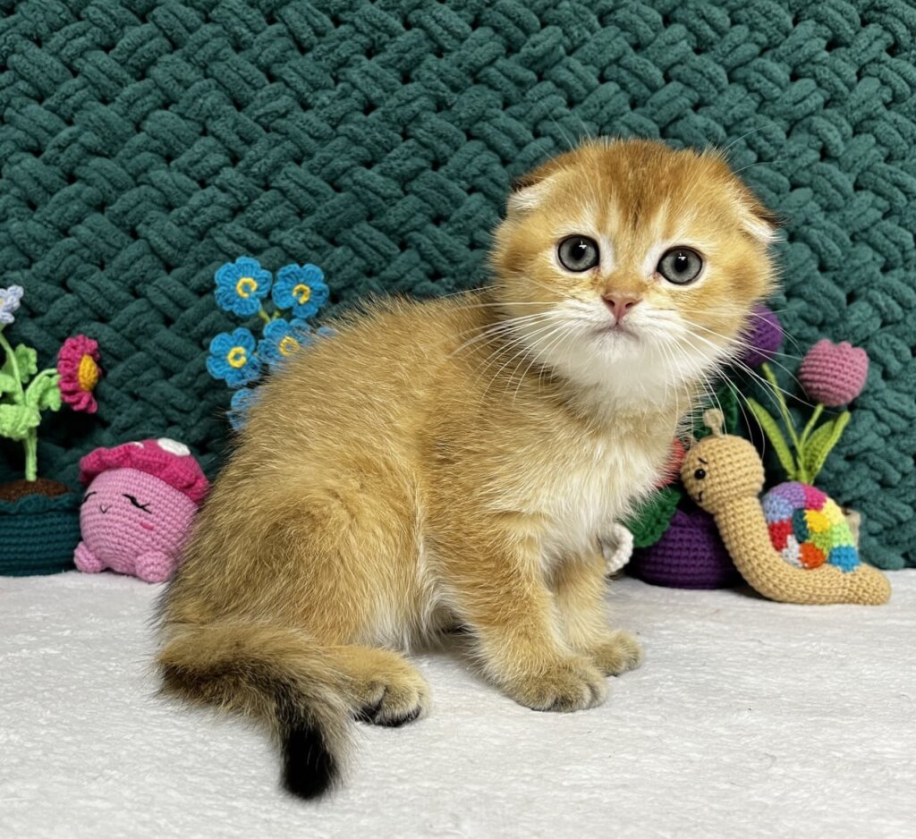 Wendy  Scottish Fold Female (Available) $2750