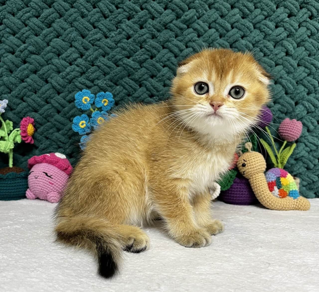Wendy  Scottish Fold Female (Available) $2750